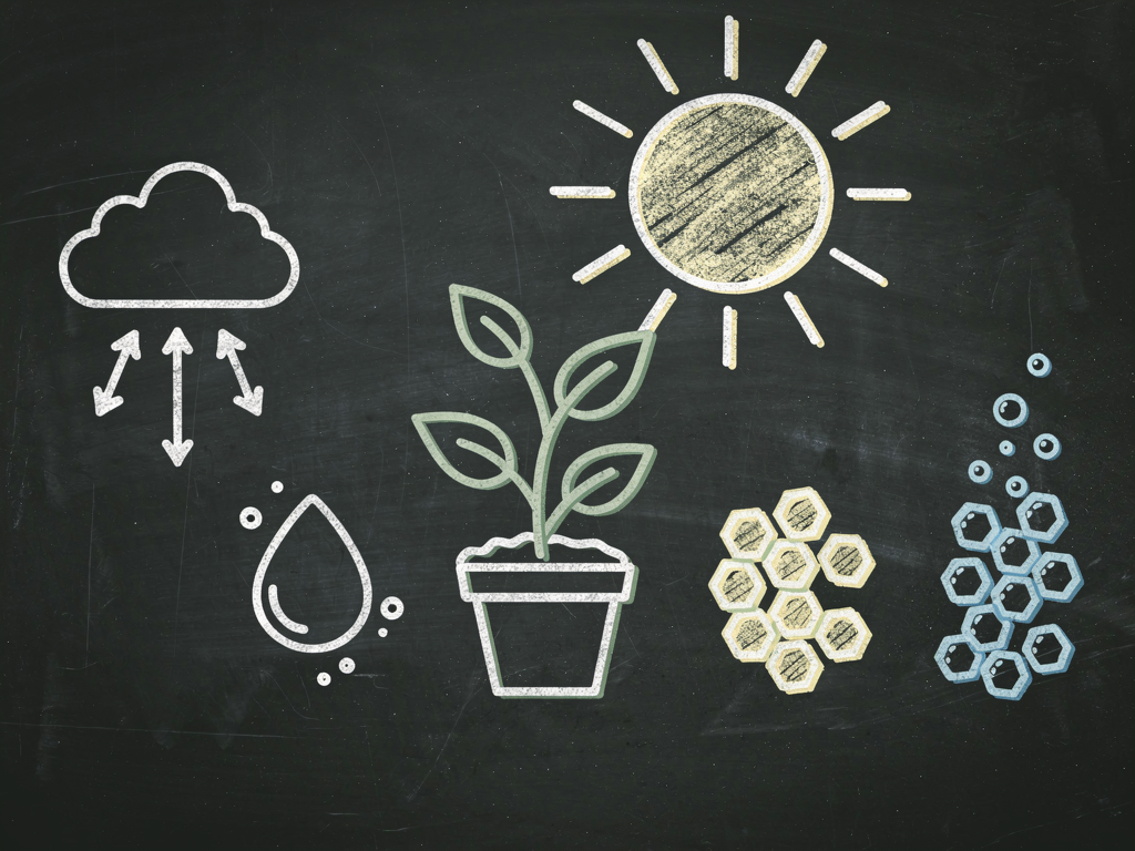 What Is Photosynthesis?