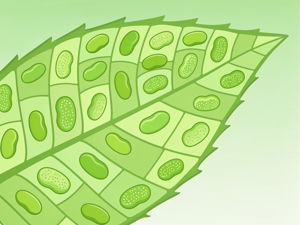 What Is Photosynthesis?